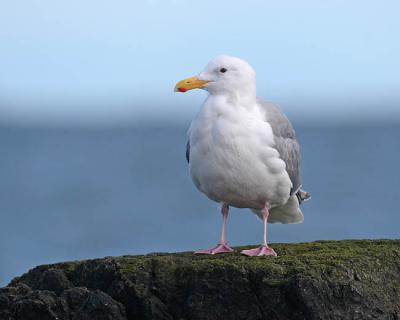 glaucous-winged gull 1071