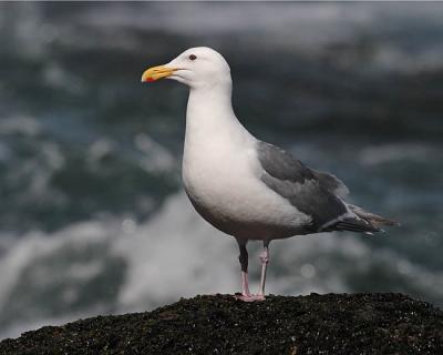 glaucous-winged gull 1110
