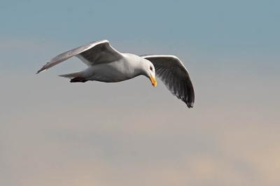 glaucous-winged gull 1492