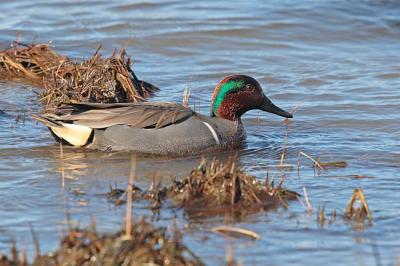 green-winged teal 0511