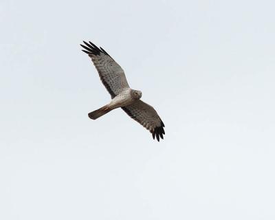 northern harrier 0371
