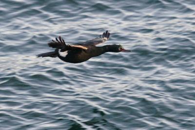 pelagic cormorant 0004