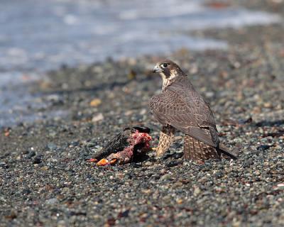 peregrine falcon 0994