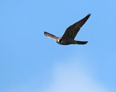 peregrine falcon 1004