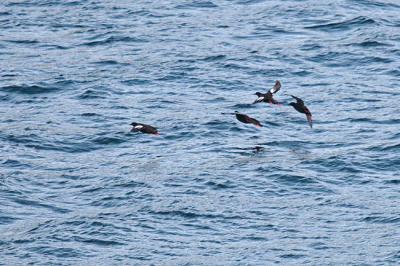 pigeon guillemot 0064
