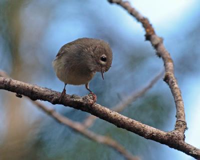 ruby-crowned kinglet 1346