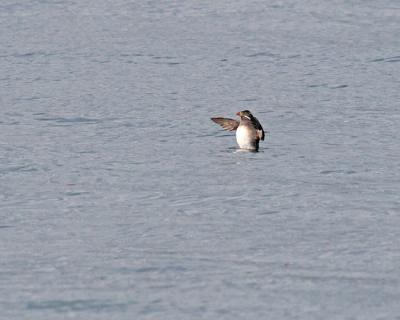 rhinocerous auklet 0811