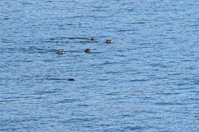 seals 0098