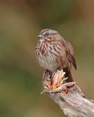 song sparrow 0246