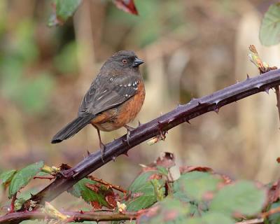 spotted towhee 0199