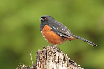 spotted towhee 0240