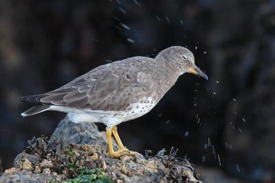 surfbird 1629
