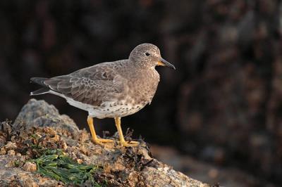 surfbird 1640