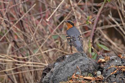 varied thrush 0176