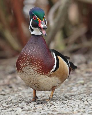 wood duck 0239
