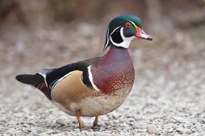 wood duck 0251