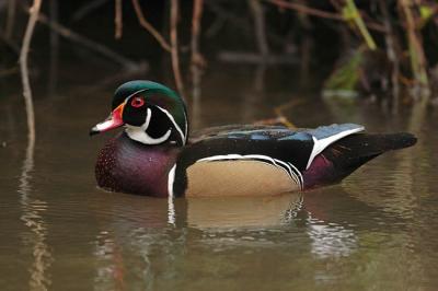 wood duck 0446