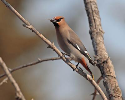 bohemian waxwing 0900