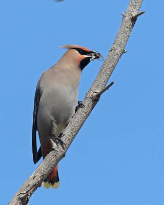 bohemian waxwing 1042