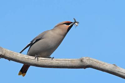 bohemian waxwing 1067