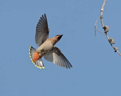 bohemian waxwing 1428