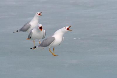 ring-billed gull 1496