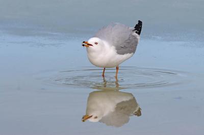 ring-billed gull 1513