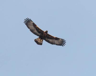 golden eagle 1352