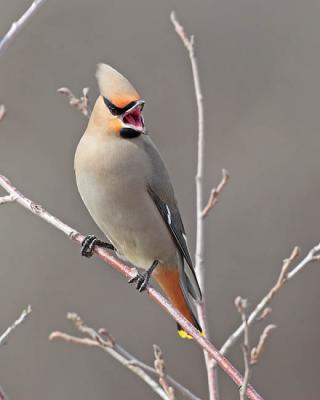 bohemian waxwing 0147