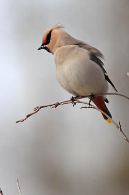 bohemian waxwing 0225