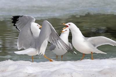 ring-billed gull 2068