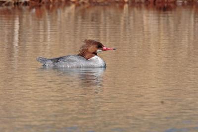 common merganser 0190