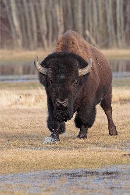 bison 2326