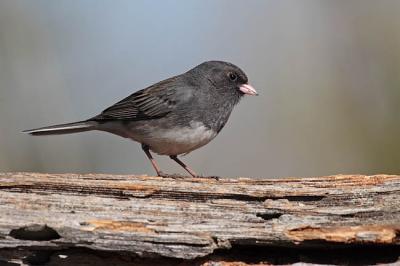 dark-eyed junco 0458