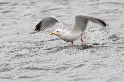 herring gull 1516