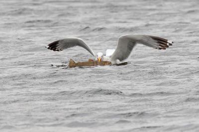 herring gull 1546