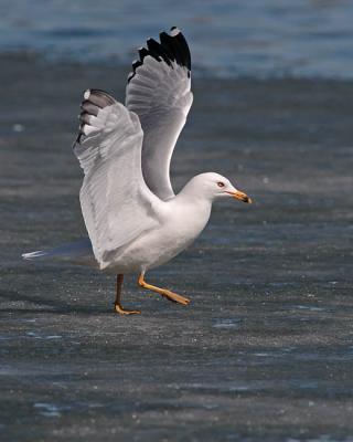 ring-billed gull 0302