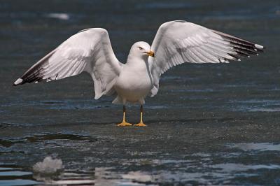 ring-billed gull 0316