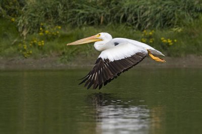 american white pelican 090306_MG_1147