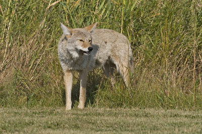coyote 091006_MG_0480