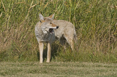 coyote 091006_MG_0482