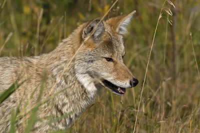 coyote 091006_MG_0510