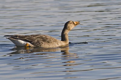 greater white-fronted goose 090606_MG_0616
