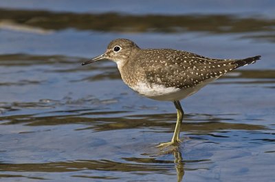 solitary sandpiper 090106_MG_0546