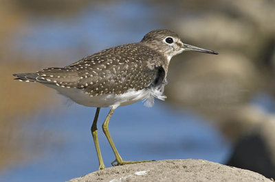 solitary sandpiper 090106_MG_0739
