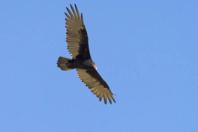 turkey vulture 090506_MG_1532