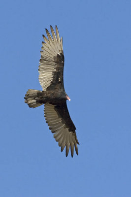 turkey vulture 090506_MG_1545