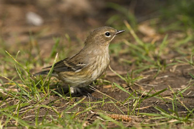 yellow-rumped warbler 090406_MG_1435