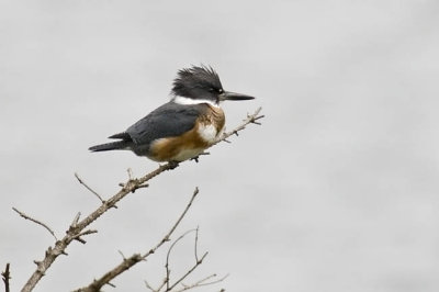 belted kingfisher 091606_MG_0601