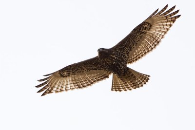 red-tailed (harlan's) hawk 102007IMG_0343